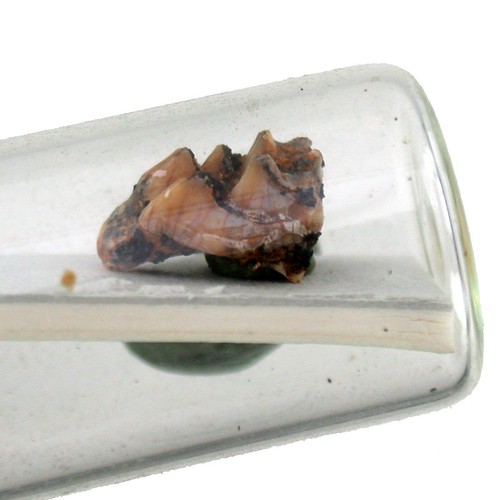 Oligozän leptomeryx sp - ,