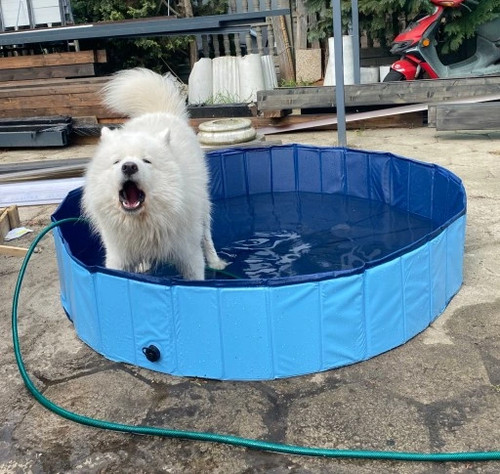 Hundepool hunde swimmingpool - hundepool,
