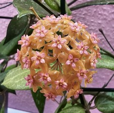 heavenly HOYA Hoya fitchii