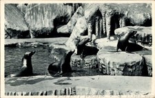 Ak Hamburg Eimsbüttel Stellingen, Carl Hagenbecks Tierpark, Seelöwen - 4897675