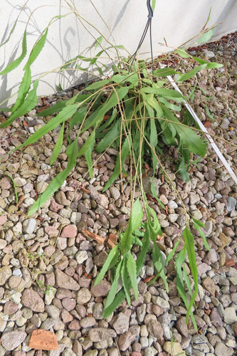 Epiphyllum blattkaktus - epiphyllum,