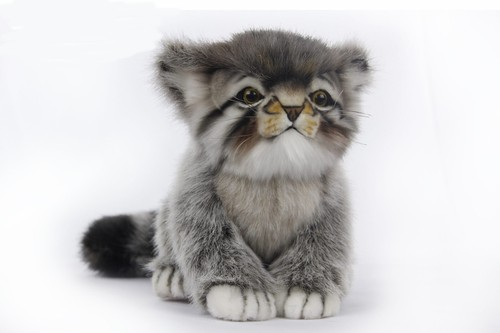 Pallas katze kätzchen - pallas,