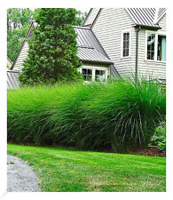 Chinaschilf Eulalia Chinagras 3 Pflanzen Miscanthus sinensis Gracillimus