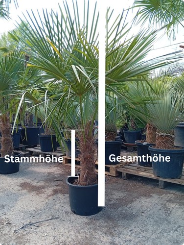 Winterharte hanfpalme - winterharte,