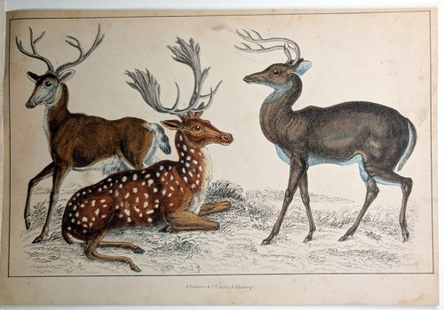 Handkoloriert 1848 - handkoloriert.,