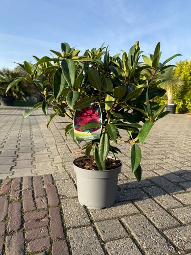 Rhododendron marie forte - 🌸rhododendron,