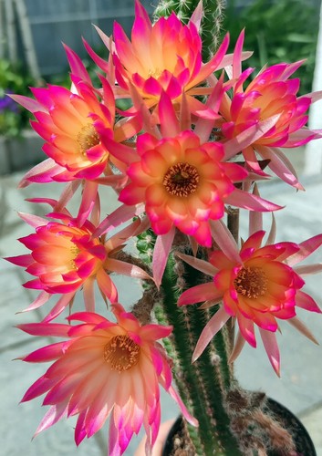 Chamaecereus malmö groß - chamaecereus, 9
