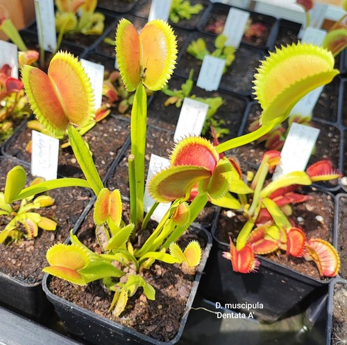 Dionaea muscipula dentata - 'dentata, a'