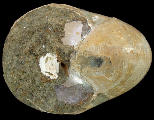 Malm cenoceras seltener - malm, sp.