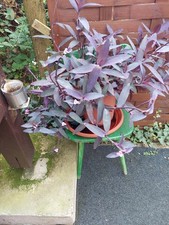 3x Mexikanische Dreimasterblume ca.10cm schöne Hängepflanze lila Blüten,Ableger!