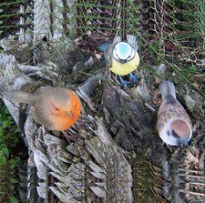 Heimische Vögel Rotkehlchen Meise Spatz natürlich L:12cm Vogel Figur Deko Hotant
