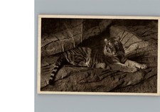 50210507 - Tiger Raubkatze