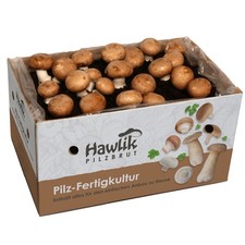 Steinchampignon Pilzzuchtset