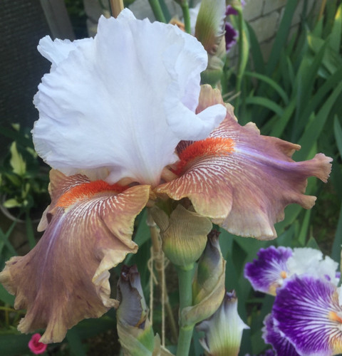 Schwertlilie iris bartiris - iris,,