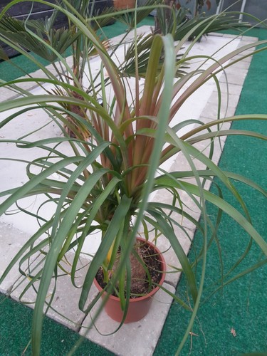 Beaucarnea recurvata nolina - recurvata,,