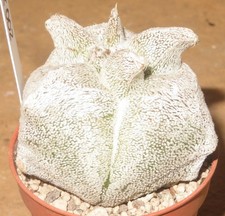 Astrophytum coahuilense Hakuran Kikko ältere Pflanze KX02-T5 Kaktus Narrenmütze