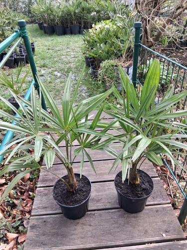 Trachycarpus fortunei - x,