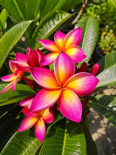 8000206 frangipani plumeria - 8000206,