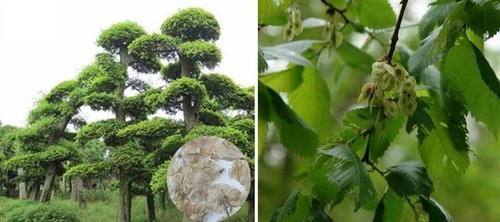 10x elm baum chinesischer - 10x,