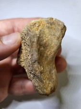 Raptor-ähnliches Deltadromeus