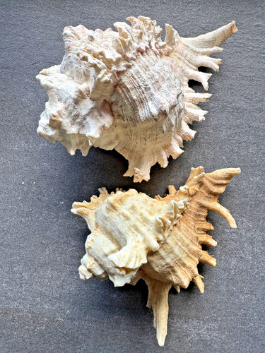 Murex chicoreus ramosus - 2x,
