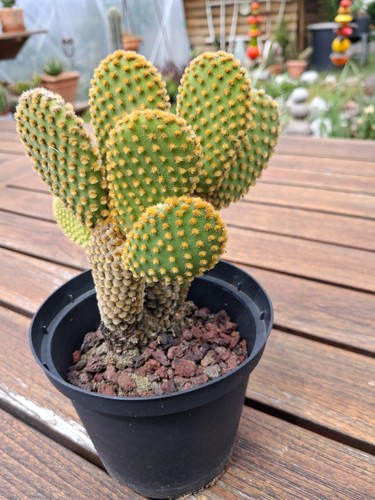 Opuntia microdasys - ,