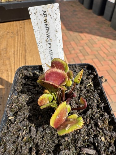 Dionaea muscipula werewolf - muscipula, "ar