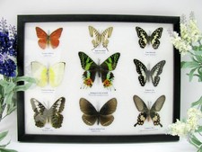 9 echte wunderschöne