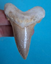 7,0 cm Zahn Carcharocles Sokolovi Megalodon Marocco Haizahn Fossil