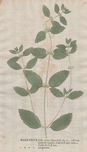 Marrubium peregrinum andorn - peregrinum,