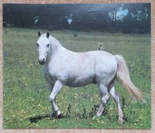 1 Pferdebild, Poster, Pferdefoto, Pferde 