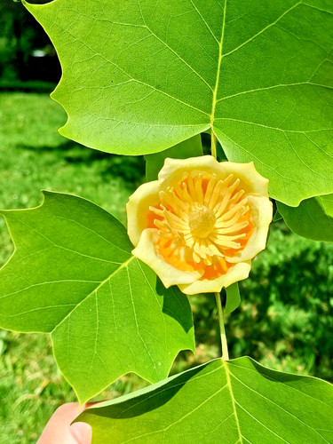 Samen tulpenbaum für - für, den