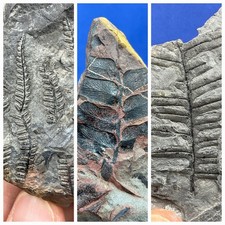 3x carboniferous plant Fossil Fossilien Karbon Germany Farn, fern