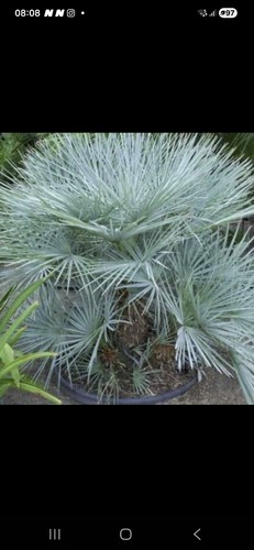 Stück chamerops humilis - stück,