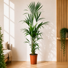 Kentia palme 180cm - palme, howea