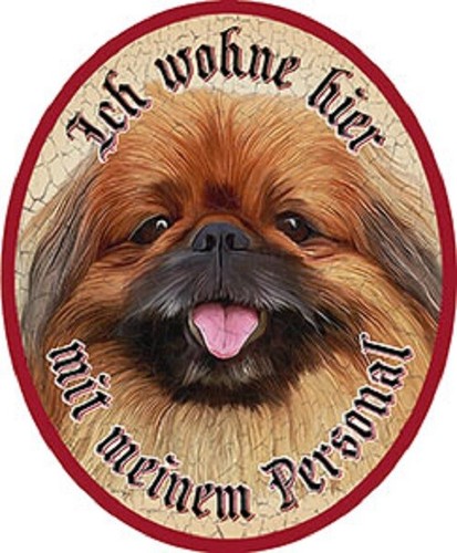Hund pekinese - hund,