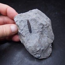 Belemnite Acrocoelites Lias