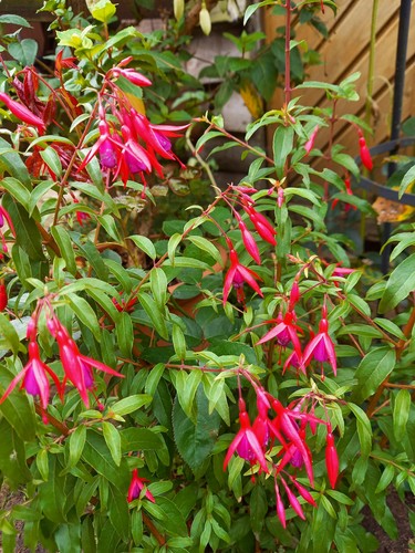 Winterharte fuchsie fuchsia - fuchsie,