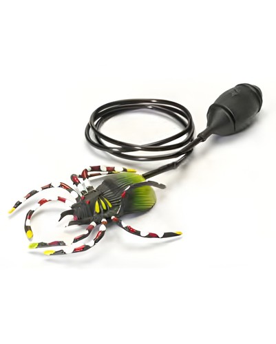 Springende spinne als - springende,