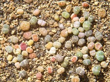3x  lebende Steine- Lithops