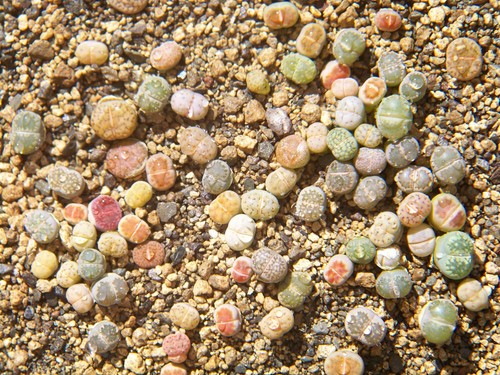 Lebende steine lithops - 3x, steine-