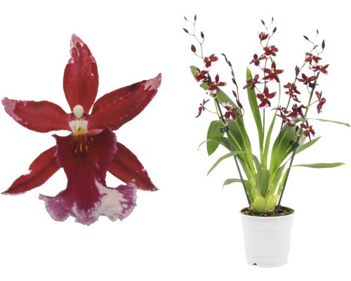 Cambria orchidee floraself - cambria-orchidee,