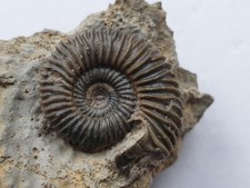 Traum Pseudogarantiana minima