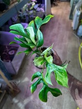 Rhaphidophora Tetrasperma