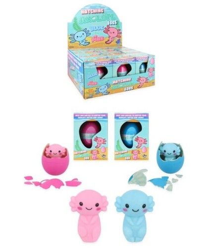 Hatching axolotl egg - hatching,
