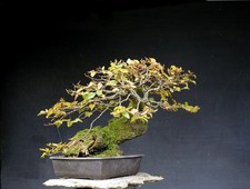 Bonsai outdoor winterhart