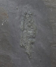 Flachtier, Rhenocystis latipedunculata, Devon, Ems, Bundenbach, Deutschland-k769