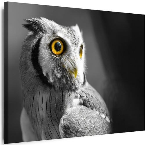 Leinwand bilder tiere eule - tiere,