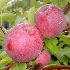 Säulenapfel McIntosh Wijcik Herbstapfel  80-120 cm 7,5 Liter Topf Unterlage M7