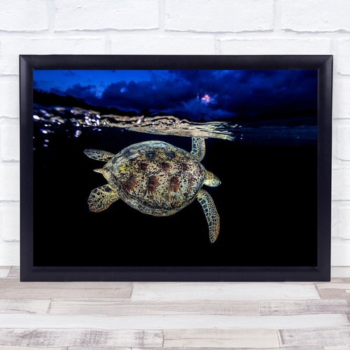 Schildkröte chelonia mydas - schildkröte,